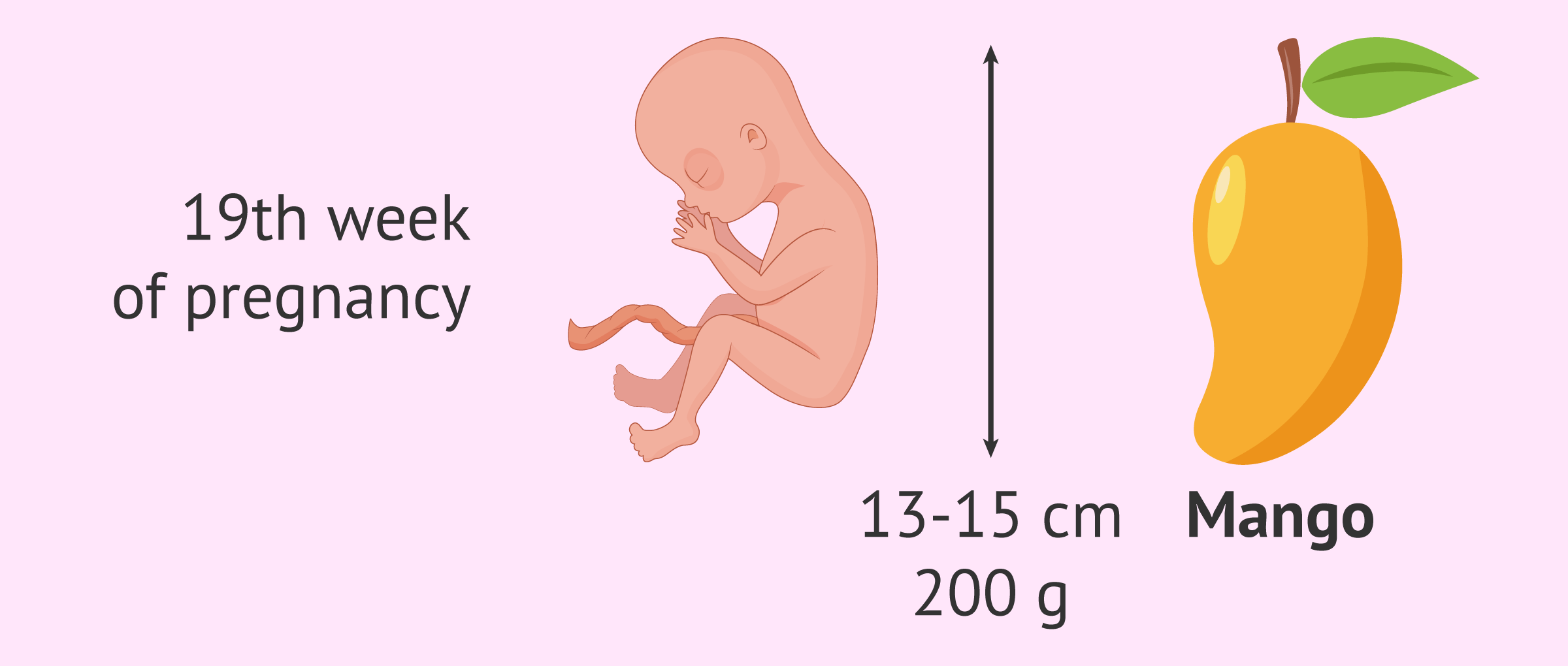How Tall Is The Baby In The 19th Week Of Pregnancy 