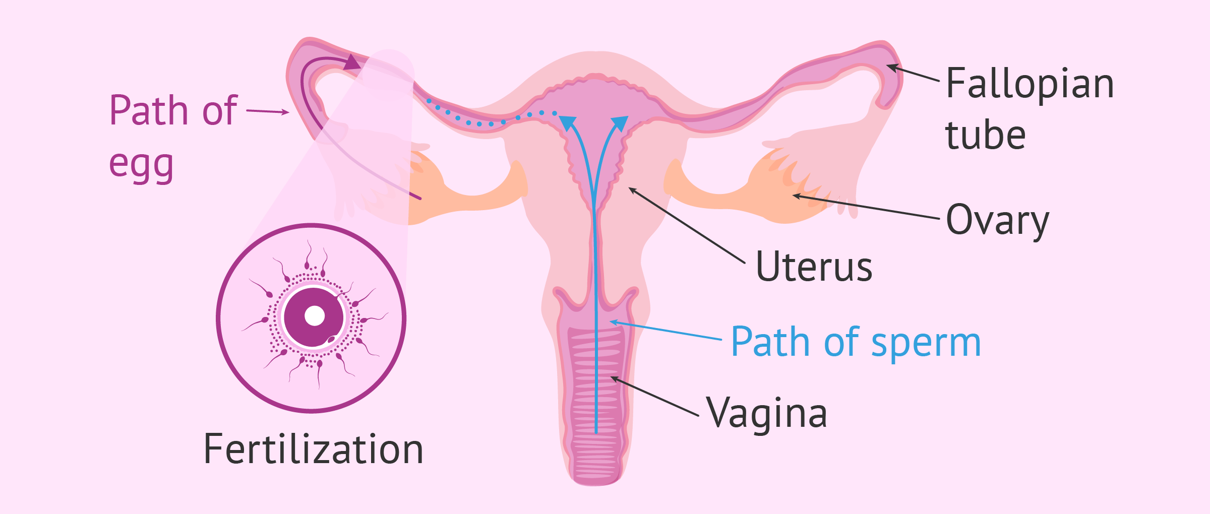 sperm travel up the