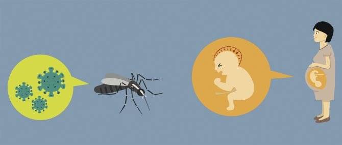 Consequences of the Zika virus on fetal development
