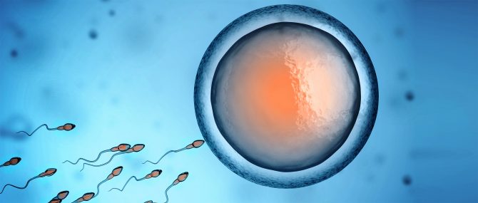 Embryonic development
