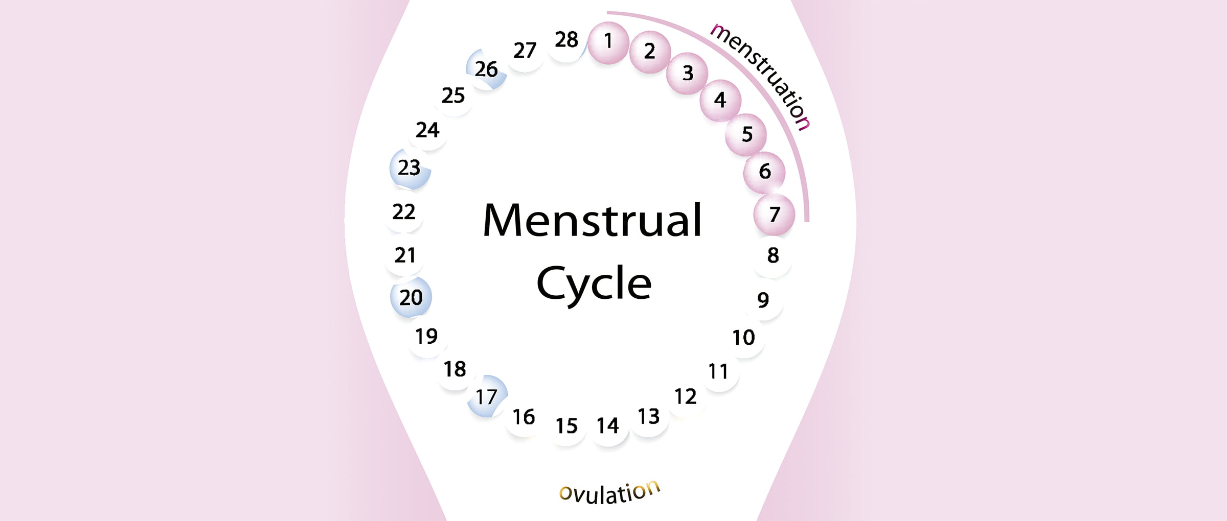 menstrual-cycle-chart