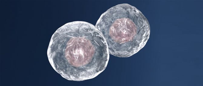 Twin pregnancy