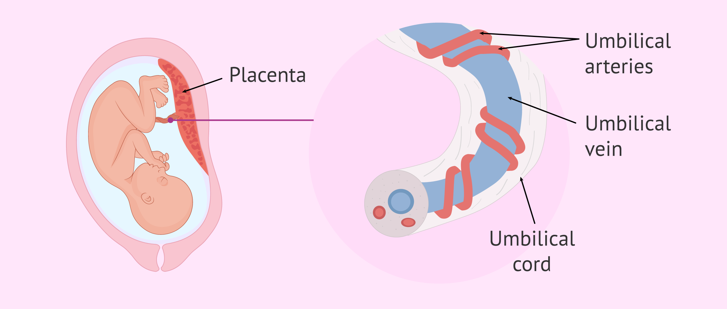 What does the umbilical cord look like?