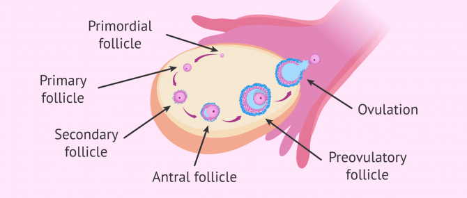 Imagen: Follicular development