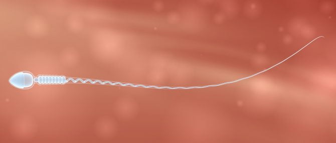 Sperms from an anonymous donor