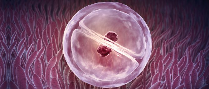 Implantation after IVF embryo transfer
