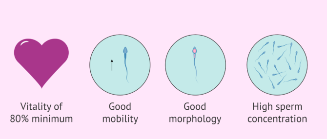 What’s Being a Sperm Donor Like? – Things to Consider