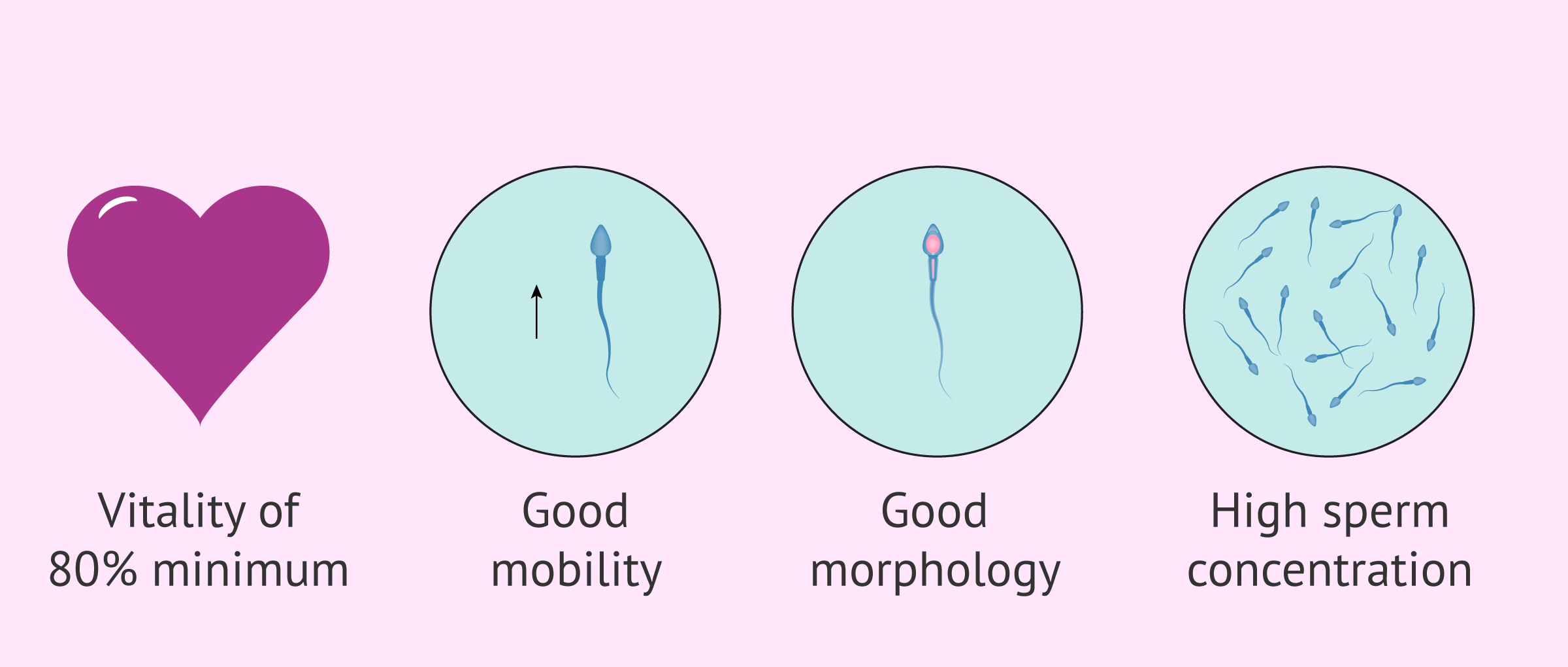 How To Be Sperm Donor Apartmentairline8