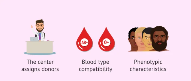 Sperm donor selection: What criteria is followed?