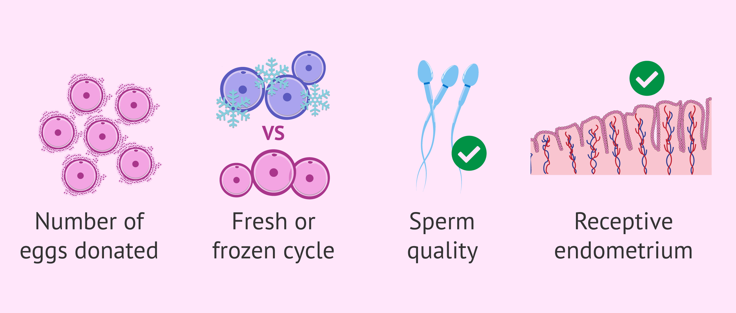 Factors affecting success rates in IVF with donor eggs