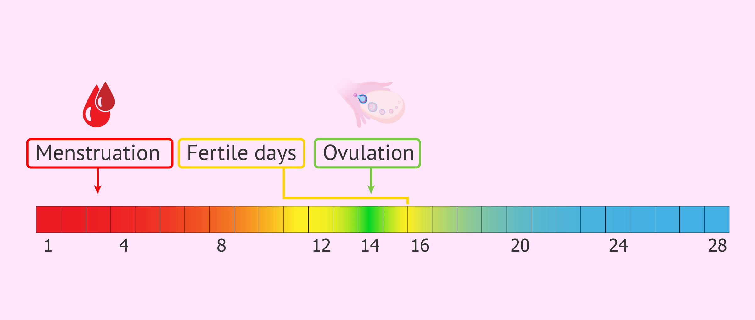 Regular menstrual cycle and fertile days