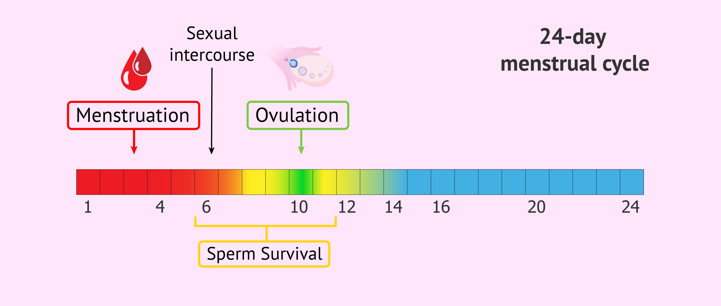 Sexual intercourse during menstruation and possibility of pregnancy