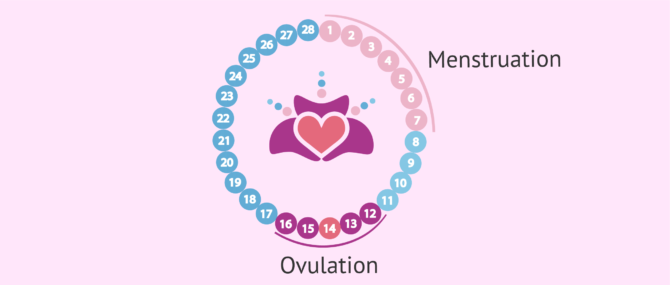 Imagen: Beginning of the first month of pregnancy