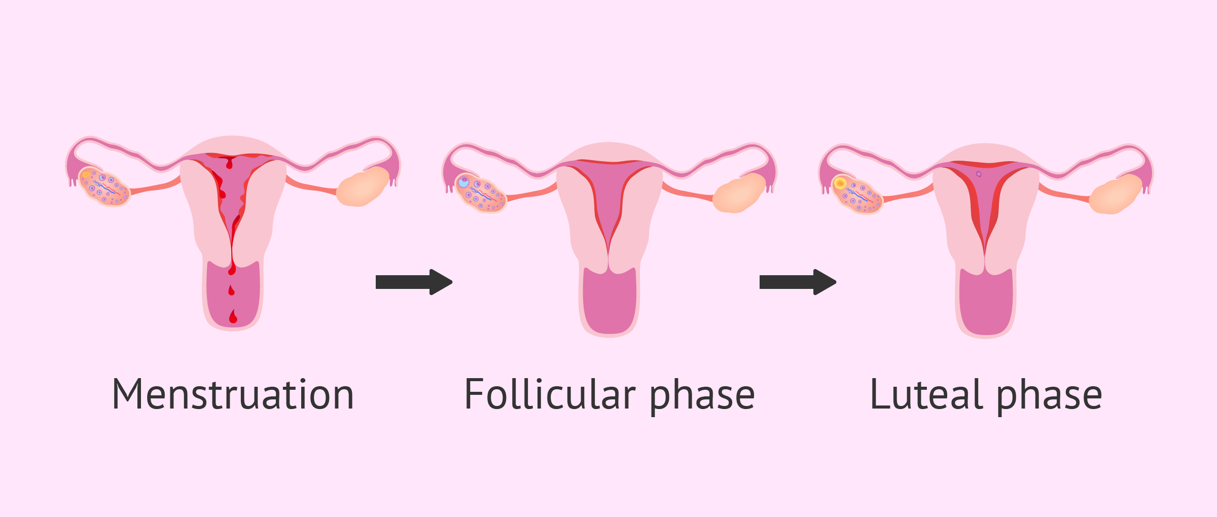 Menstruation: symptoms and characteristics of the monthly period