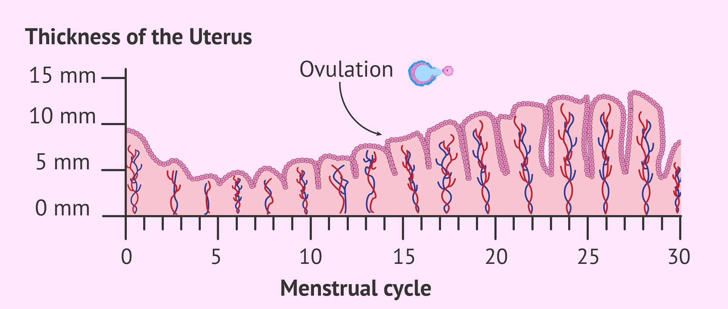 Uterine Lining Thickness Chart