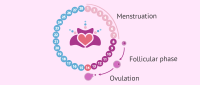 Week two of pregnancy: symptoms and advice for the mother-to-be