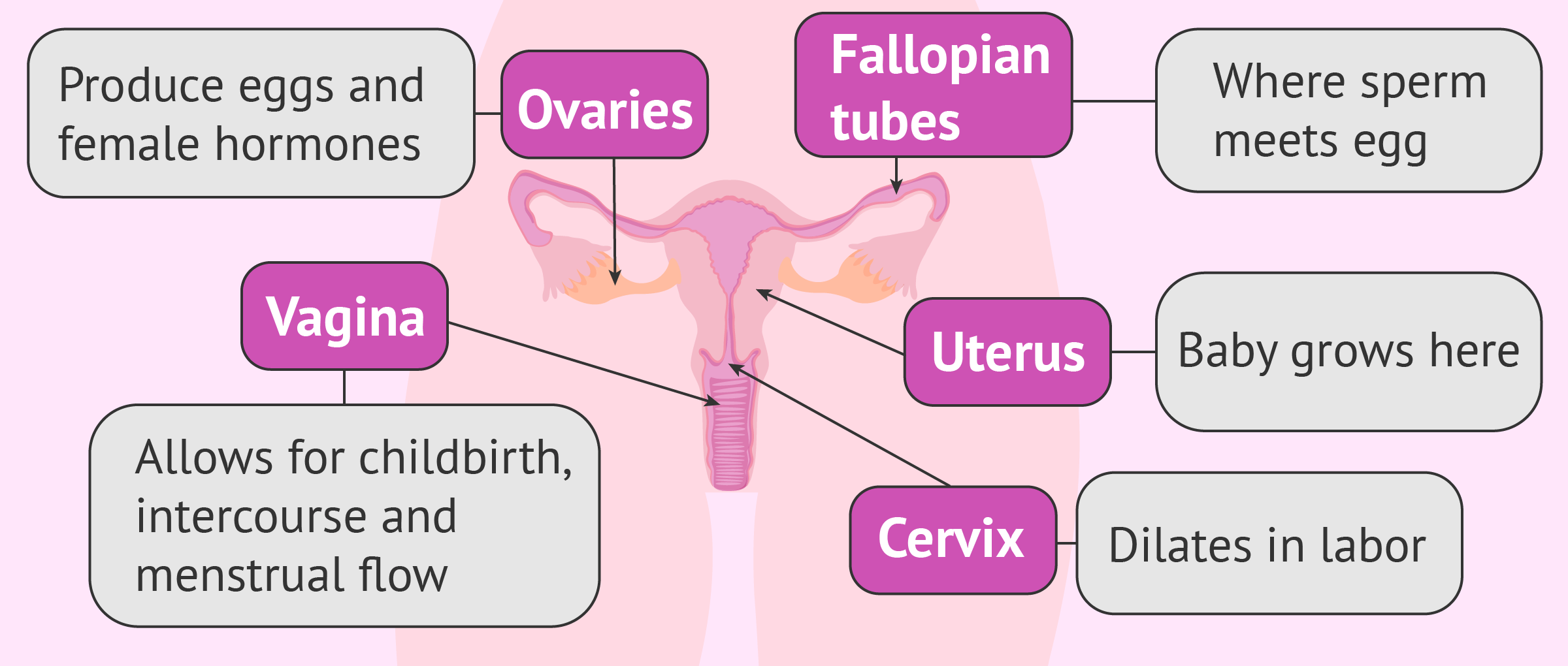 Flow chart of the internal female reproductive organs