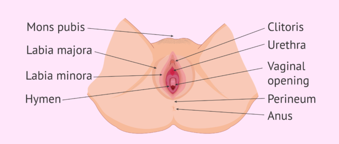 Imagen: External female reproductive organs
