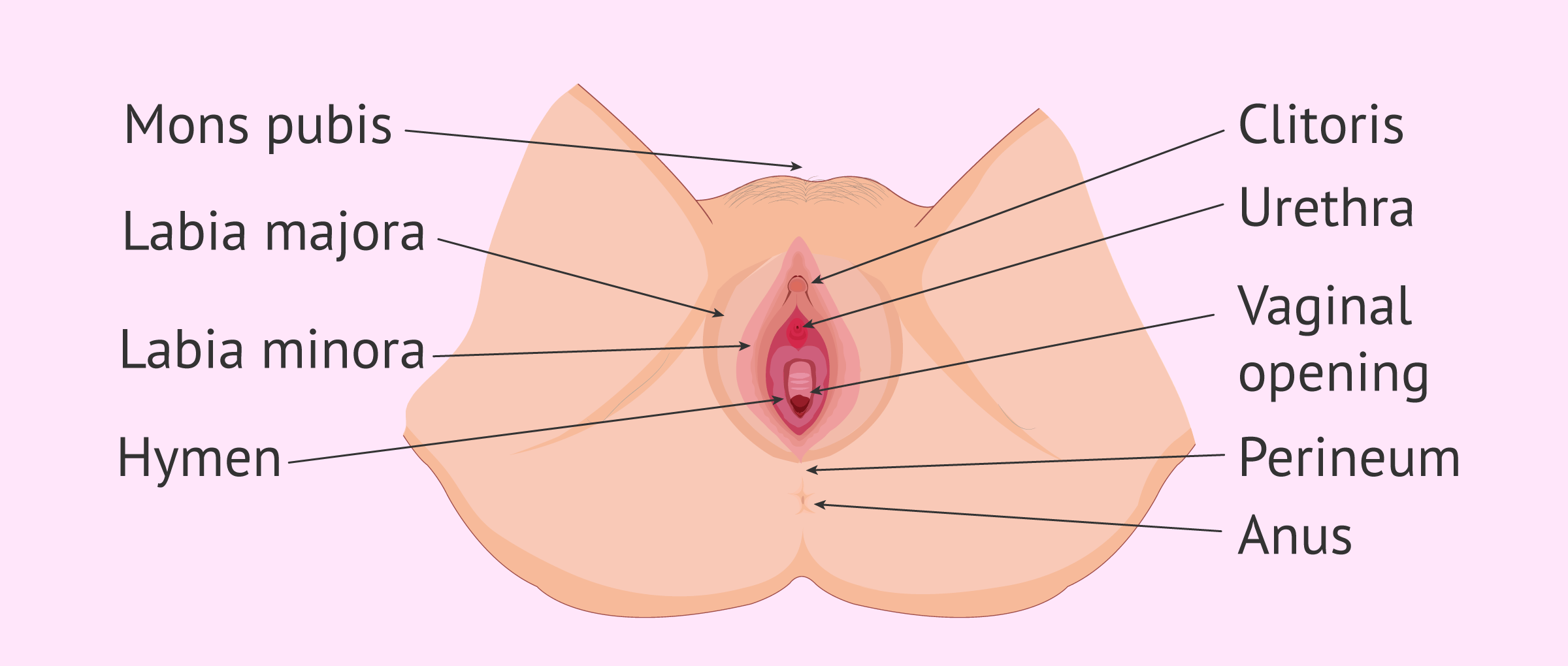 External female reproductive organs