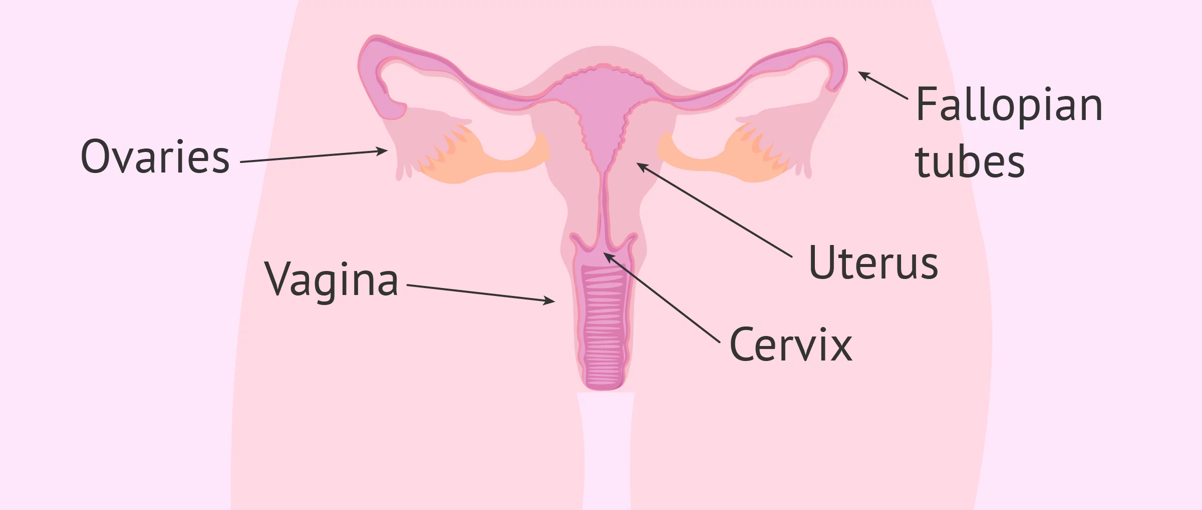 Female Fertility