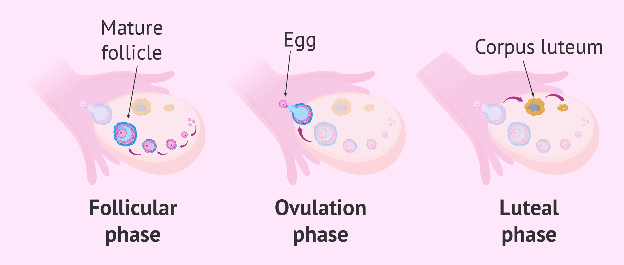 Mature ovum is expelled from the