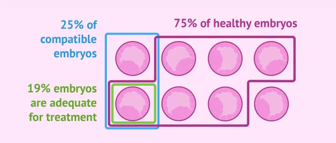 Success rates of PGD with HLA typing