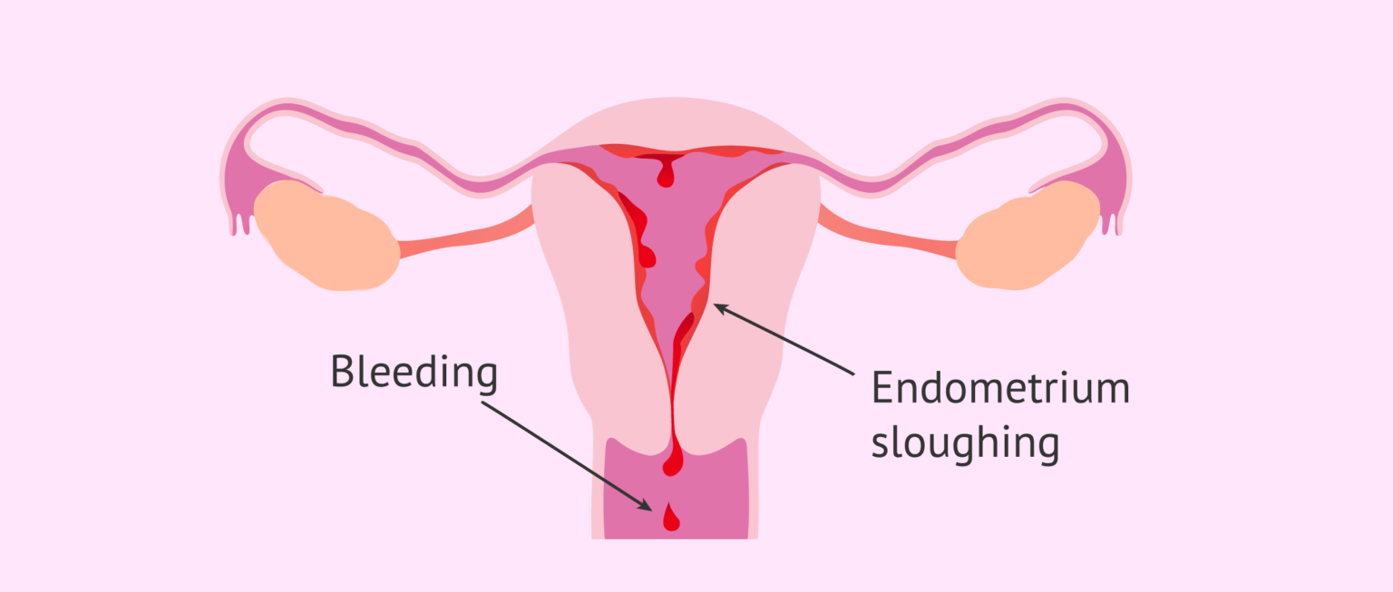 What happens to the endometrium during menstruation?