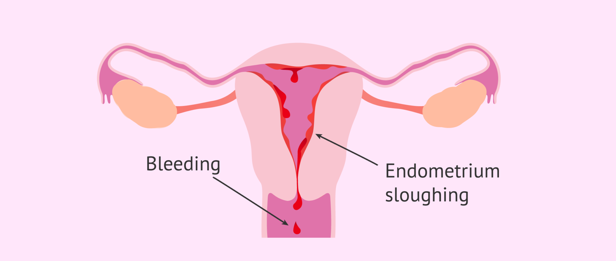 What happens to the endometrium during menstruation?