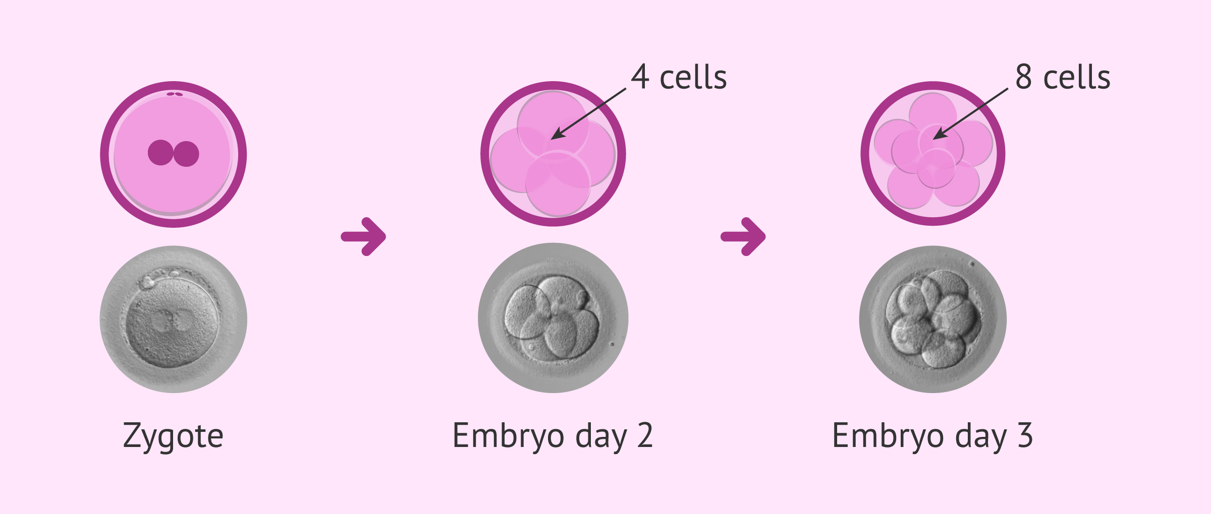 The Differences Between Zygote Embryo And Foetus During Pregnancy The Differences Between Zygote Embryo And Foetus During Pregnancy