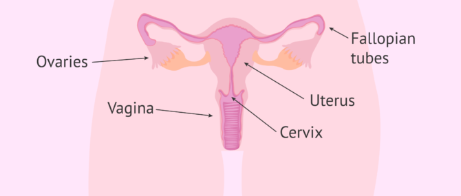 Imagen: Internal female reproductive apparatus