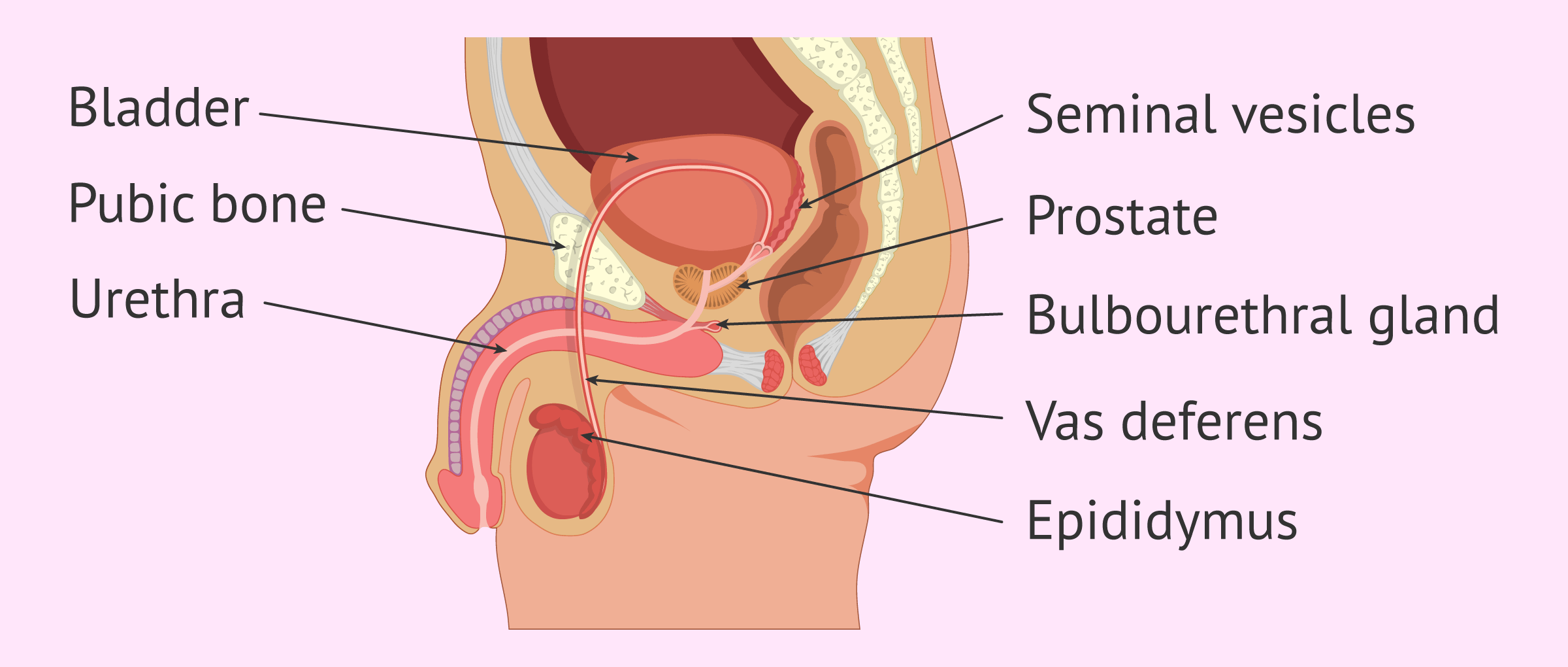 Androgenismo femenino