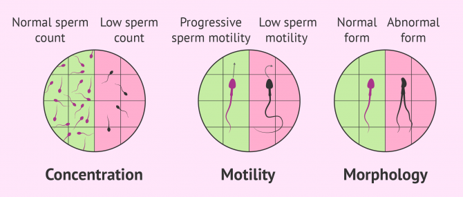 Imagen: Sperm factor