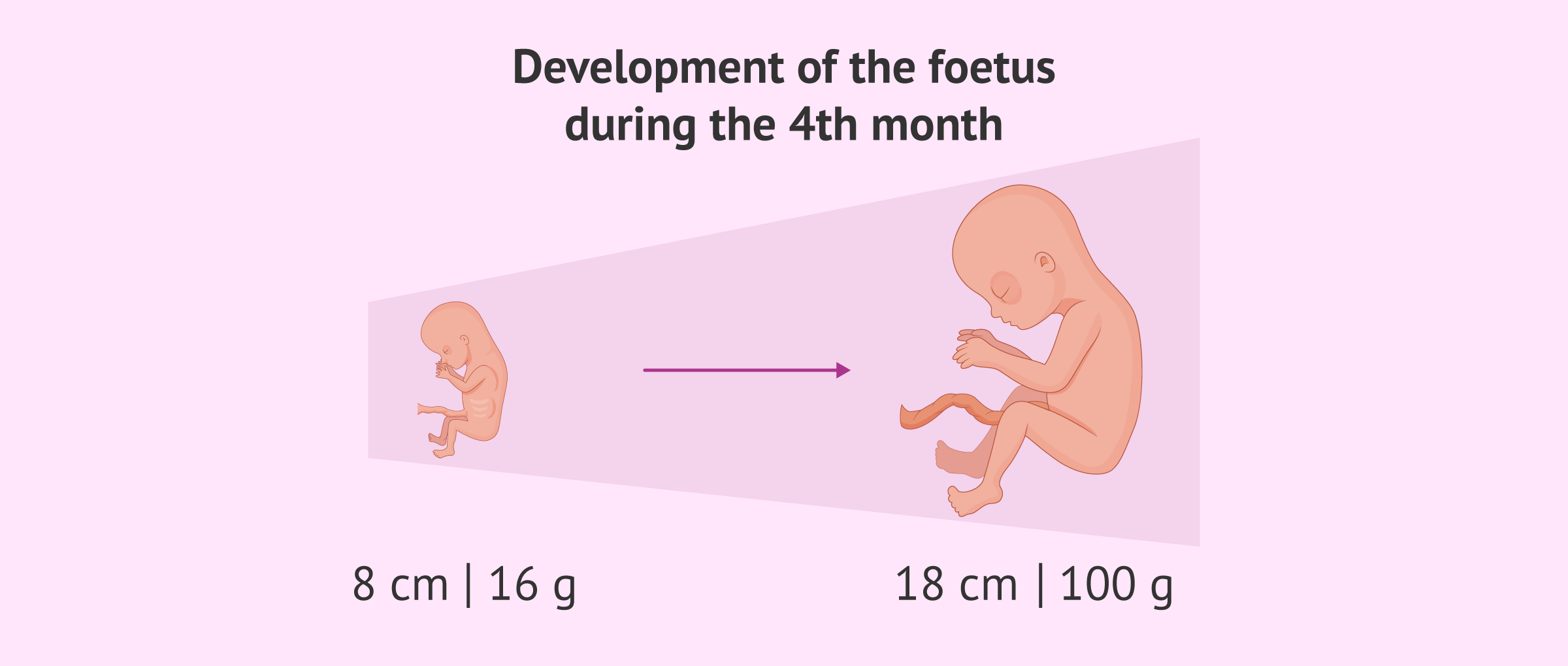 Fetal development at month 4