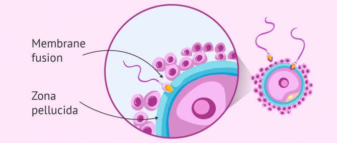 Fusion of membranes egg and sperm