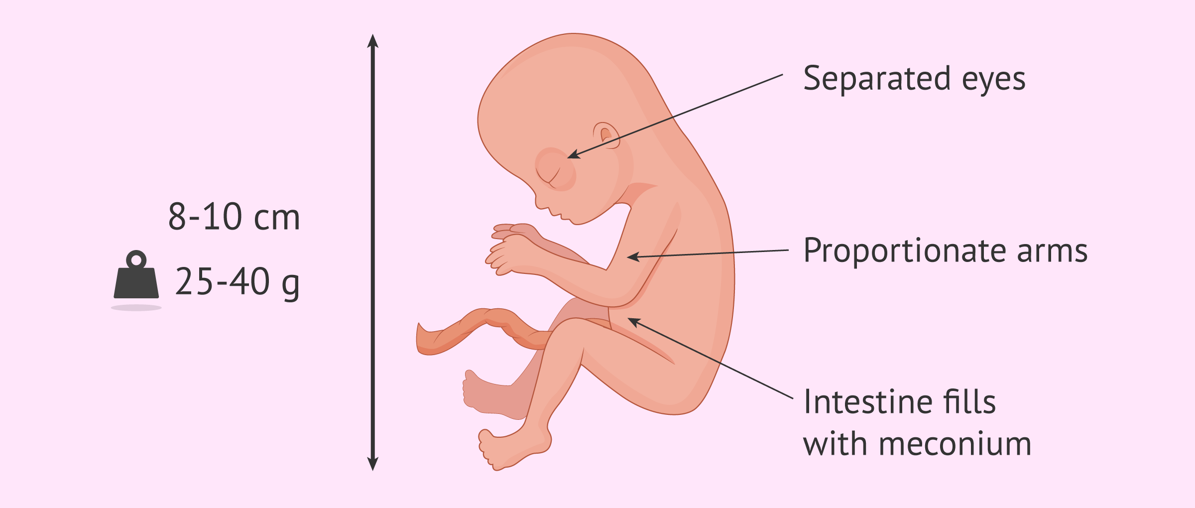 Changes in the foetus in week 14