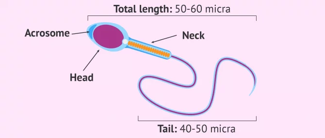 Ideal sperm morphology