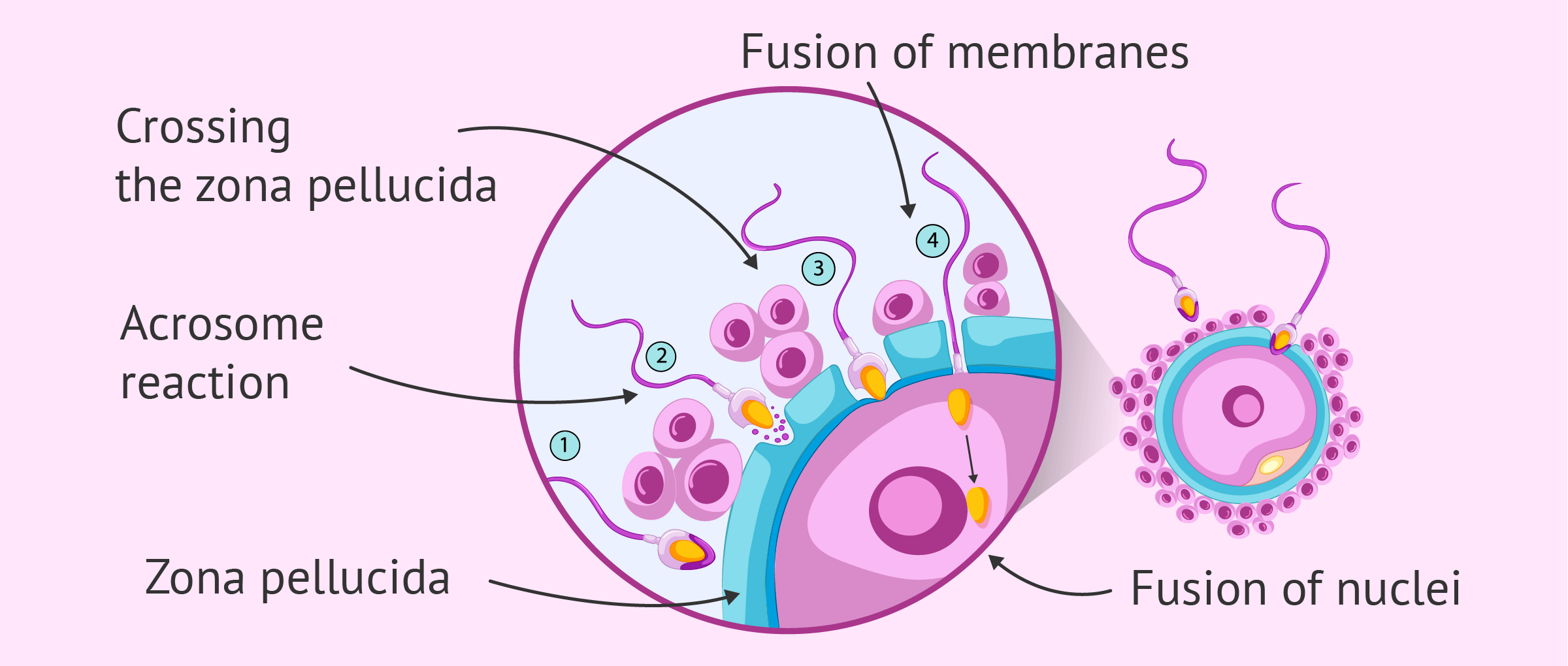  Steps  of fertilization  in humans