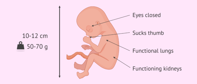 Imagen: Characteristics of the foetus at 15 weeks