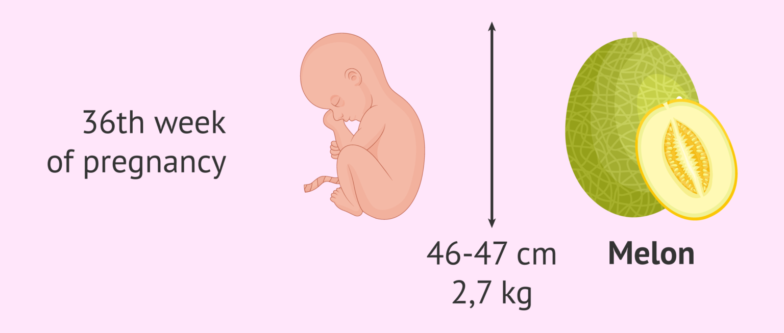 The Size Of The Baby At 36 Weeks Of Gestation