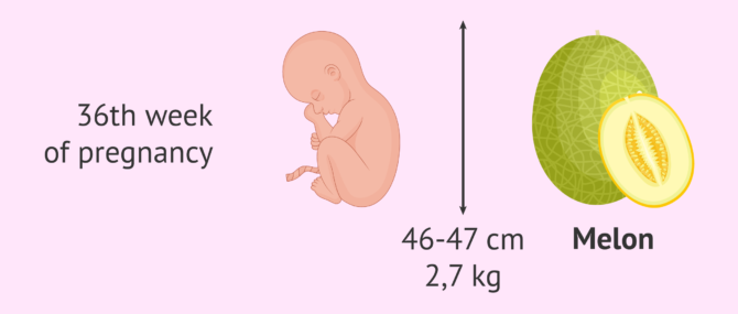 Imagen: The size of the baby at 36 weeks of gestation