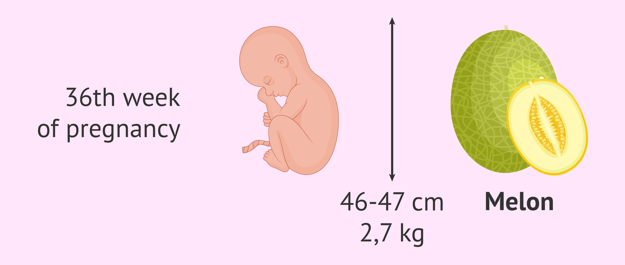The size of the baby at 36 weeks of gestation