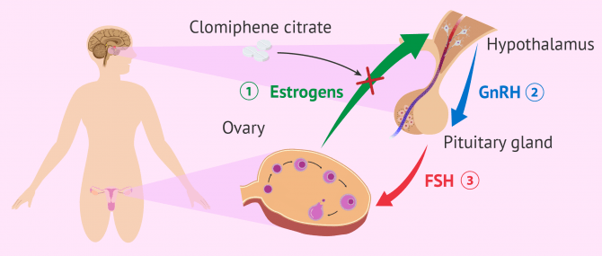 Clomiphene citrate to induce ovulation