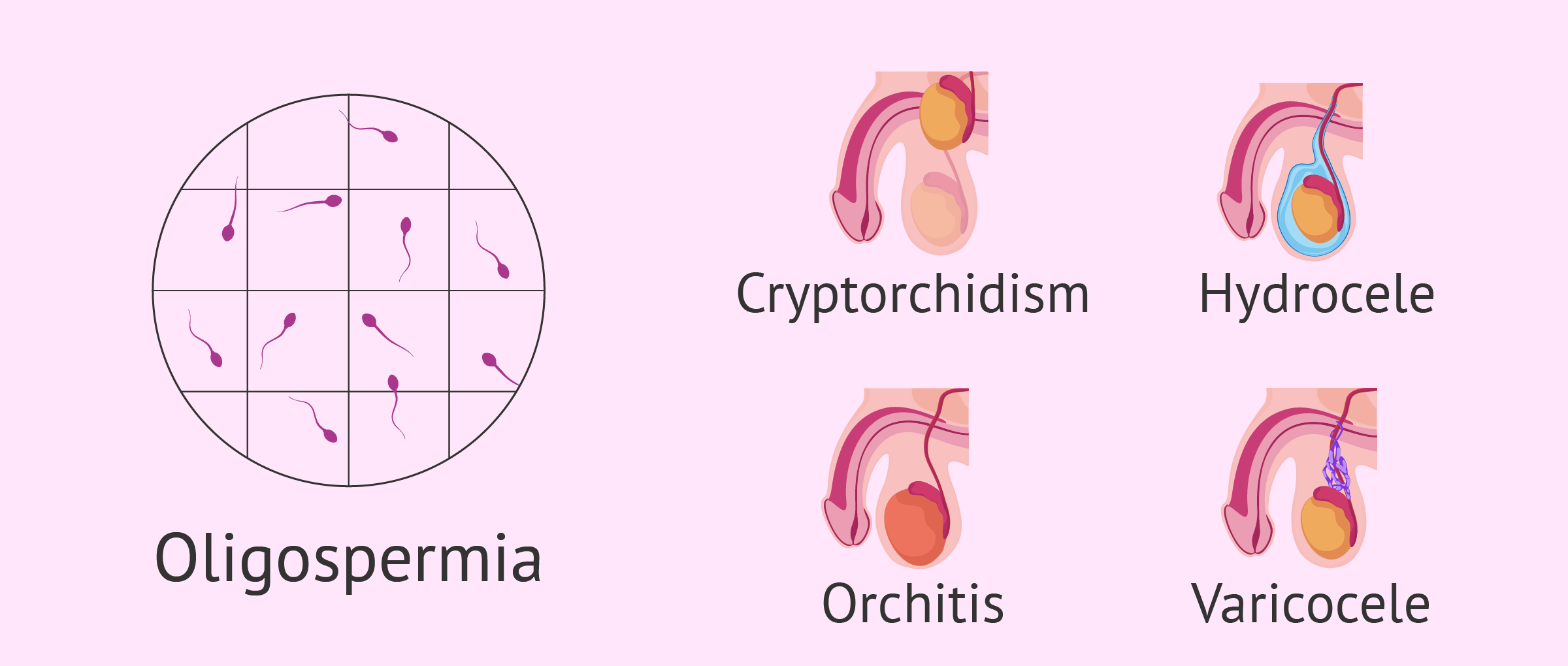 Dipper Wendy jinsiy aloqa