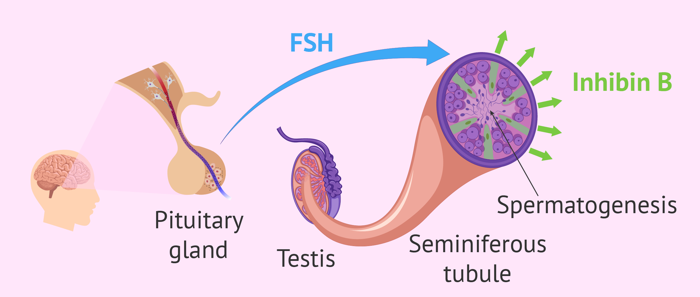 Hormones that control spermatogenesis