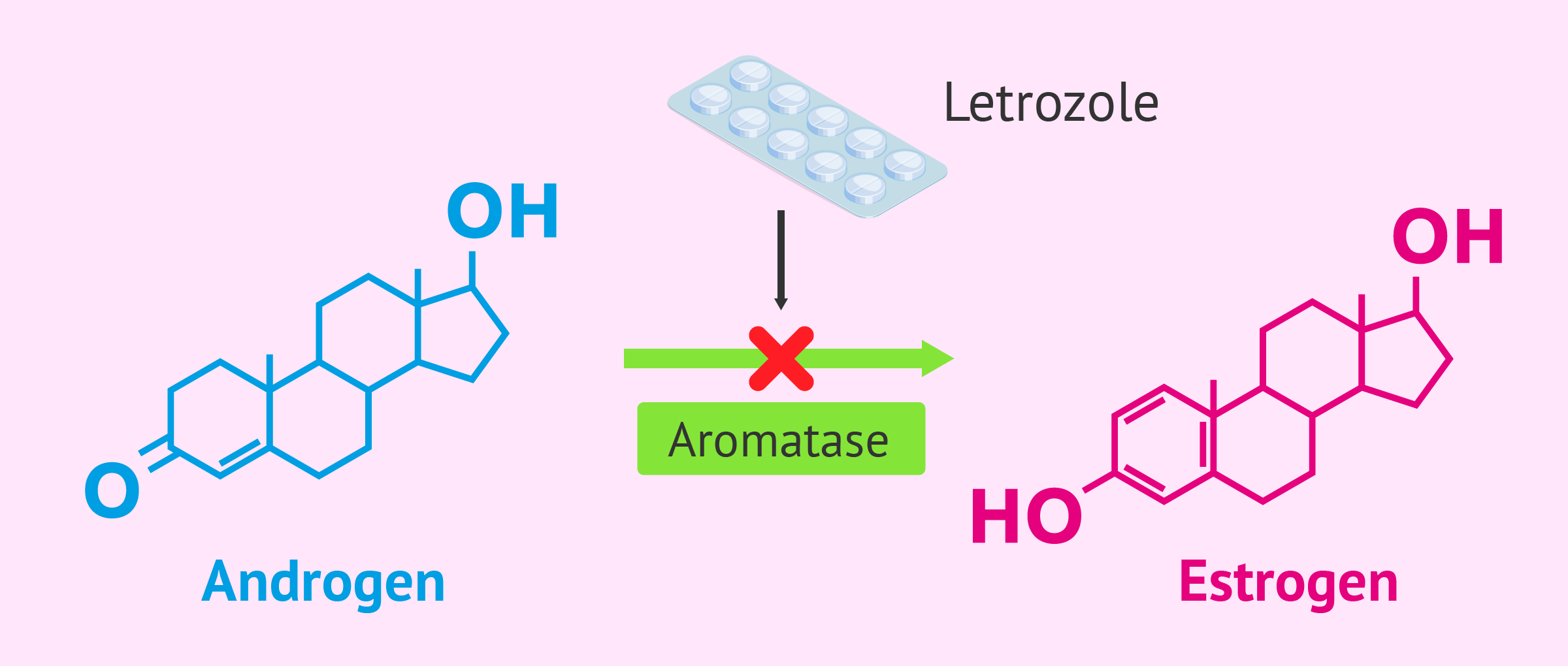Letrozole action mechanism