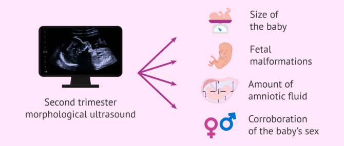 Imagen: Information provided by the second trimester morphological ultrasound scan
