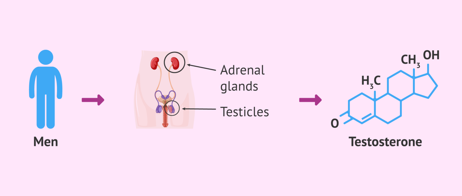 Production Of Testosterone In Men student-clubs-sustainable-massart