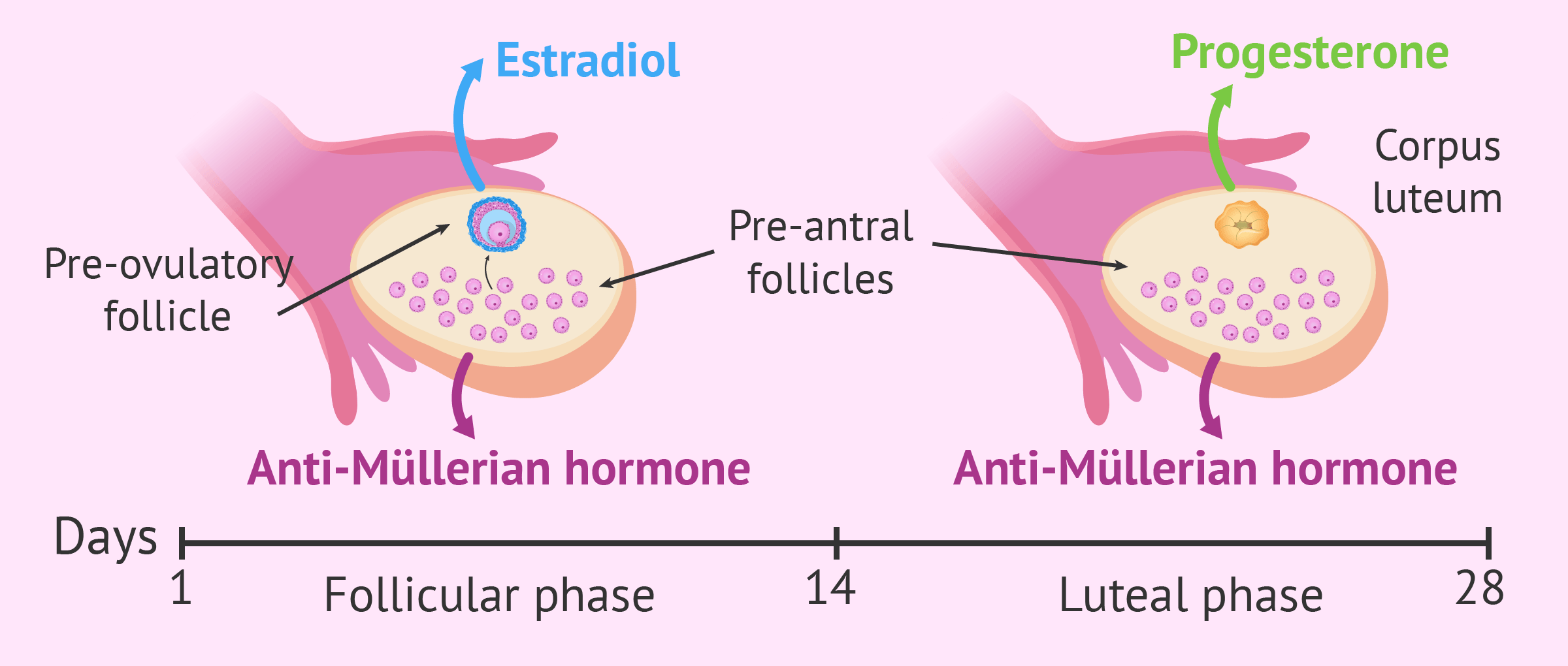 Hormonas en la menstruación