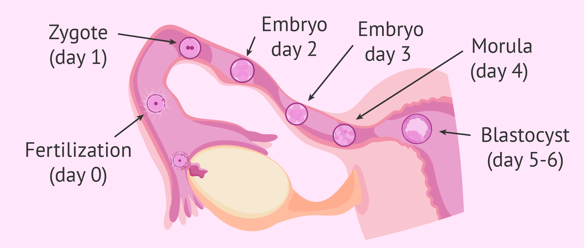 Weeks 1-3 of Pregnancy  Ovulation, Fertilisation & Conception