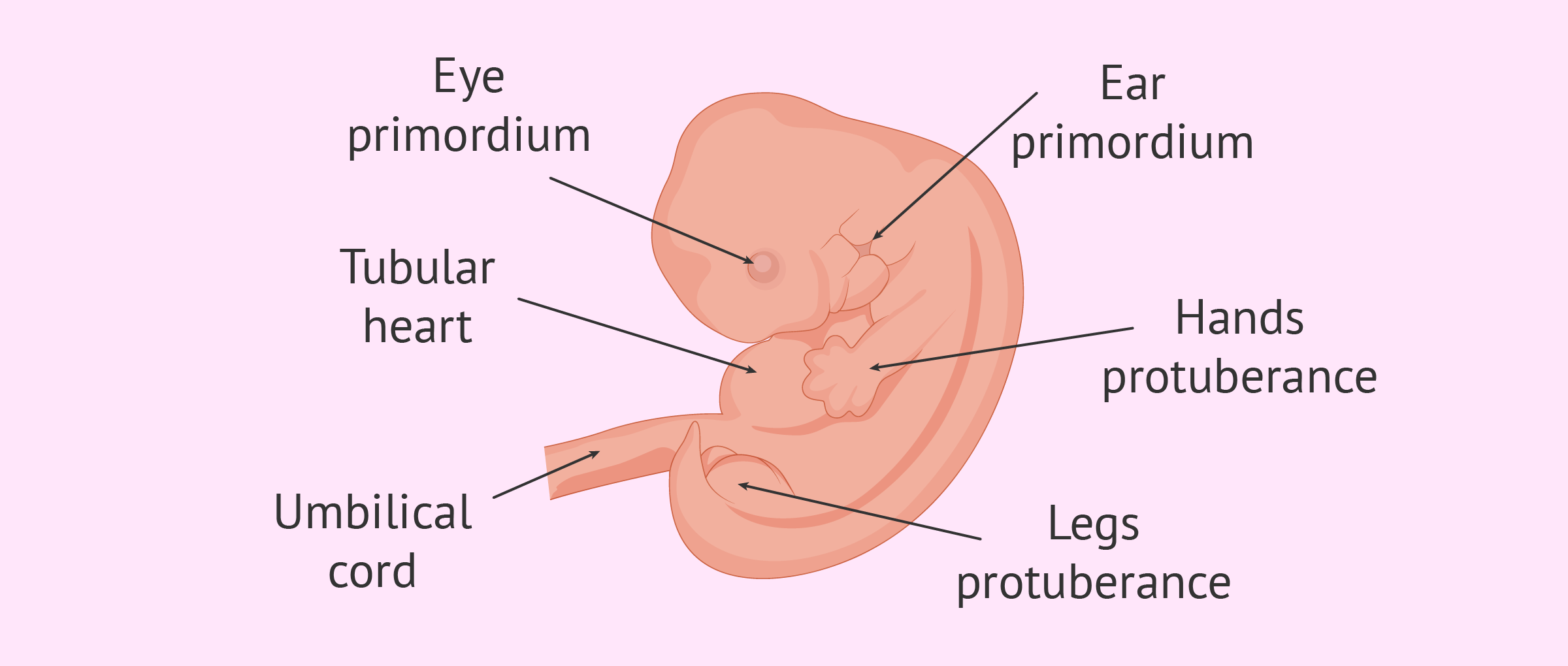 6 Weeks Development Embryo